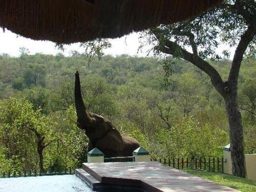 Phalaborwa Cabina | Muweti Bush Lodge