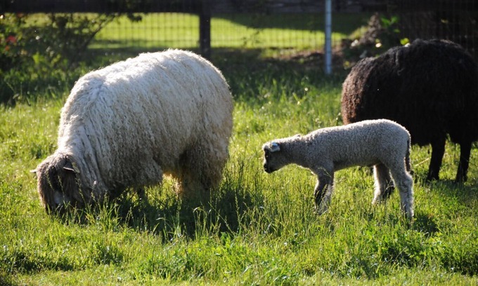 Temecula Cabaña | Namaste Farms Wine Country Working Wool Sheep Farm; Cabaña principal