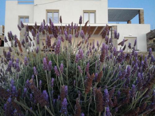 Parasporos Casa | Nesaea seafront house