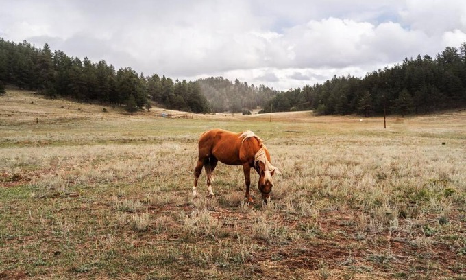 Lake George Chalet De Esquí | New! Adorable Cabin in Colorado National Forest