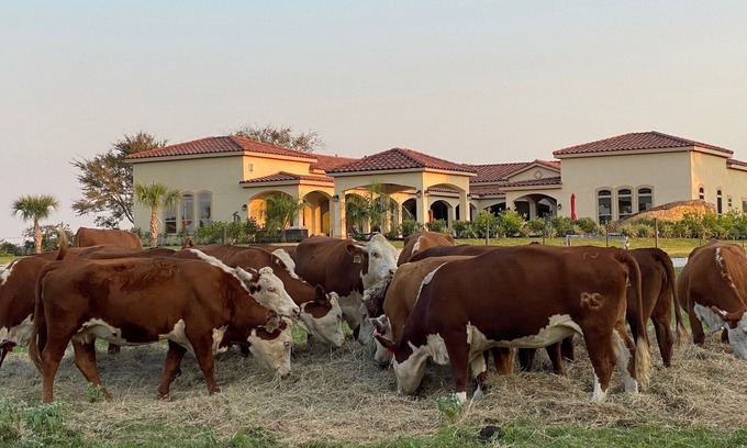 Hempstead Otro | NEW Hacienda Ranch W/ Resort Style Pool