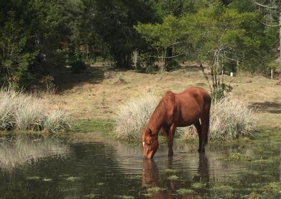 Canela Otro | Nova Terra