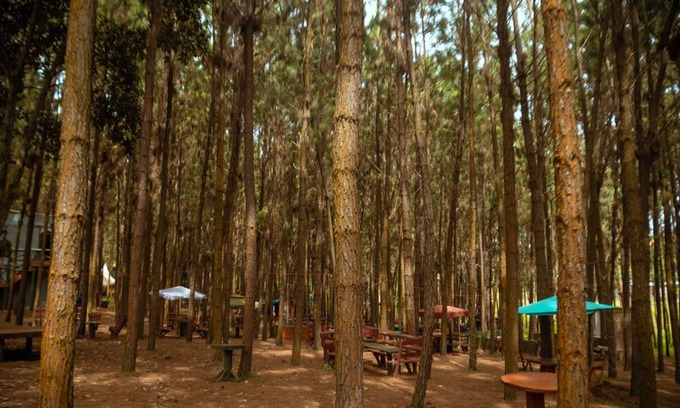 Kireka Otro | Nyungu Yamawe Forest Park