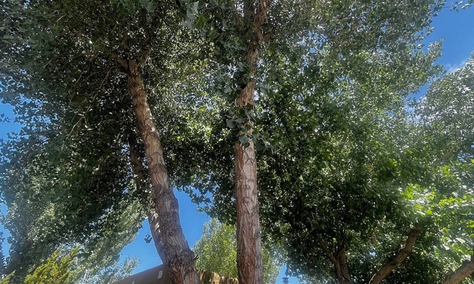 Barelas Casa | Old Adobe home, newly plastered & painted, near historic landmarks, great yard!