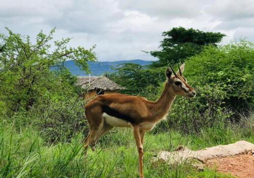 Kajiado County Otro | Oldonyo Orok Lodge