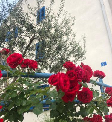 Umag Apartamento | Olive Tree Apartments
