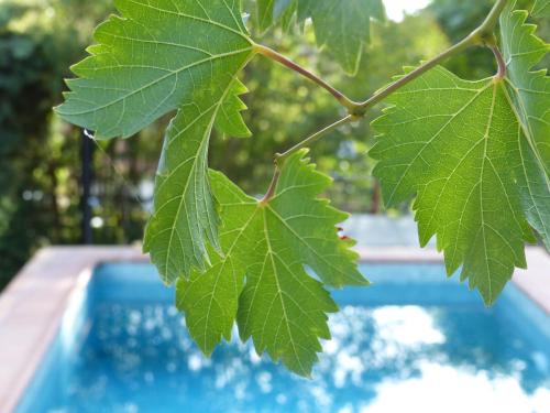 Olmeda de la Cebolla Casa | Olmedilla