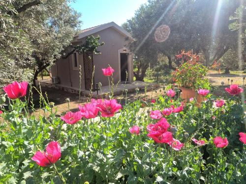 Paliki Casa | olvia