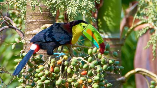 Bijagua Apartamento | One Bedroom Villa on 20 Acres of Nature! "Bird Paradise"