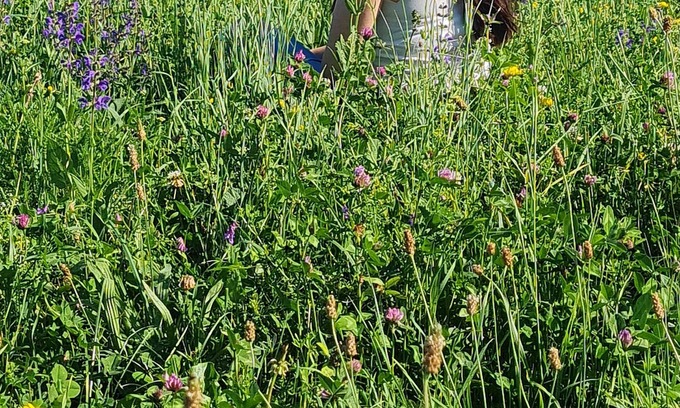 Arles Cabaña | Pâquerette "une Prairie en Provence"
