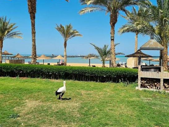 Al Ahyaa Apartamento | Palma Resort