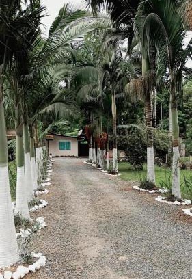 Pomerode Casa | Palmenhaus
