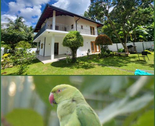 Negombo Casa | Parrot Paradise Negombo