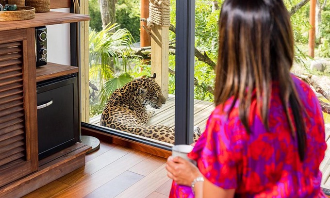 Crecy-la-Chapelle Cabina | Parrot World - Les Lodges