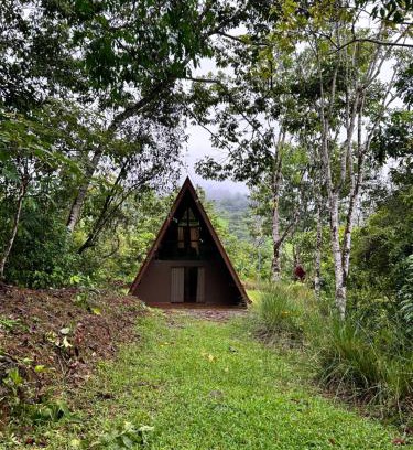 Baru Casa | Pavón dorado