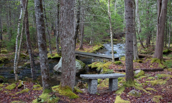 Mount Desert Apartamento | Peaceful Basement Apartment among serene woods, paths, and a stream near Acadia