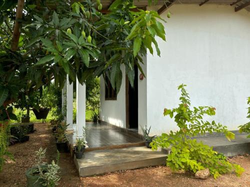Dambulla Casa | Peacock village and family resort