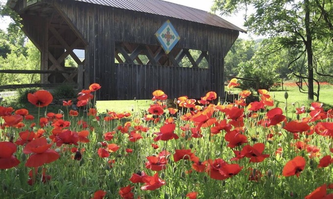Unicoi Cabina | Peacocks, blacksmithing, buffalo, wildlife, a studio cabin by the pond.