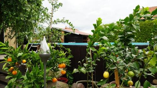 Lindenberg Apartamento | Pension Limone Ferienwohnung 2