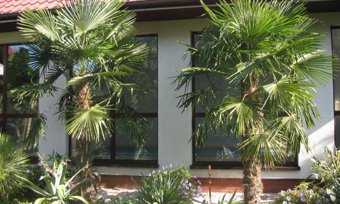 Busko-Zdroj Casa | Pokoje Gościnne Pod Palmami