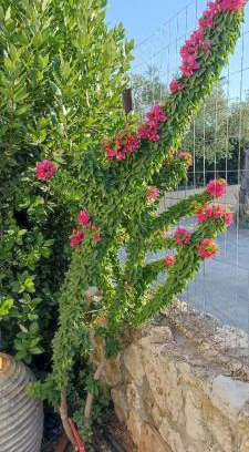Vlachiotis Casa | Politimis house