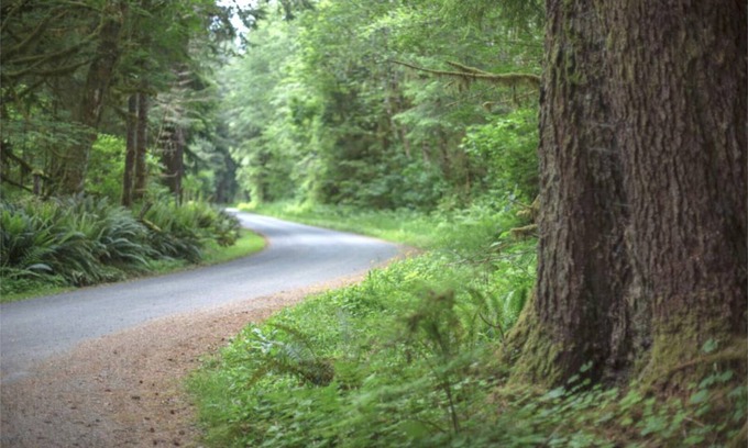 Forks Alquiler De RV | Primitive Tent Site #14- Beautiful Forested Property