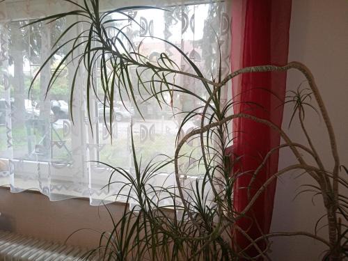 Rosenthal Casa | Privatzimmer Berlin