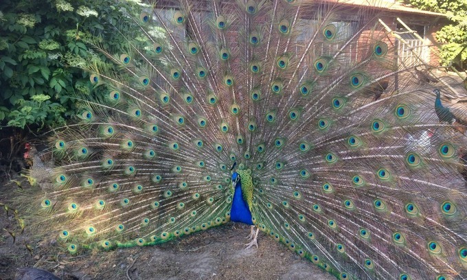 Ostbevern Apartamento | Pure relaxation at the enchanted peacock farm