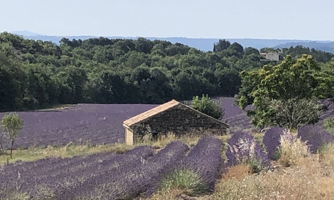Forcalquier Otro | Quiet little cottage in the middle of lavender fields