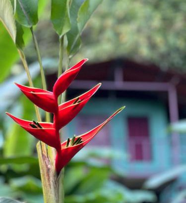 Quebrada La Gamba Cabina | Río Verde Ecolodge