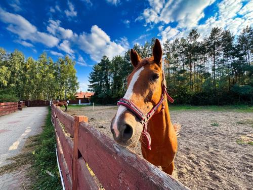 gmina Płoniawy-Bramura Apartamento | Ranch 12 Dębów