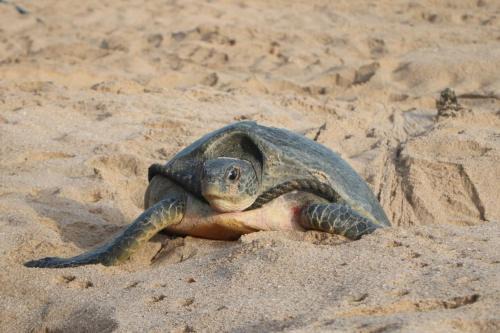 Al Hadd Cama Y Desayuno | Ras Al Jinz Turtle Guest House