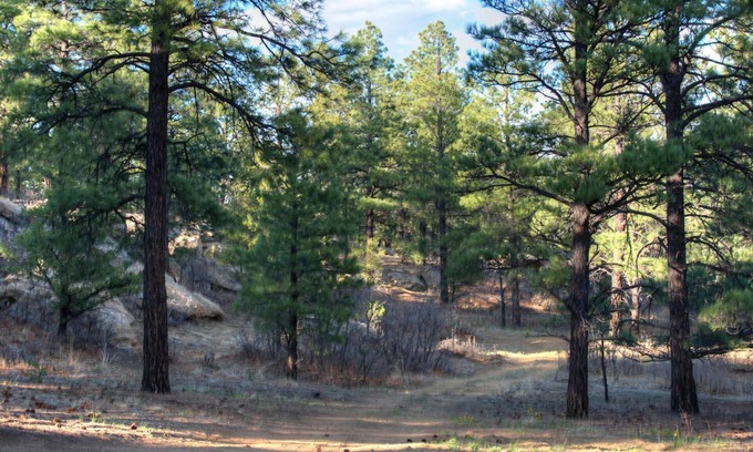 Weston Cabina | Rejuvenating bald eagle cabin with Shower Jacuzzi