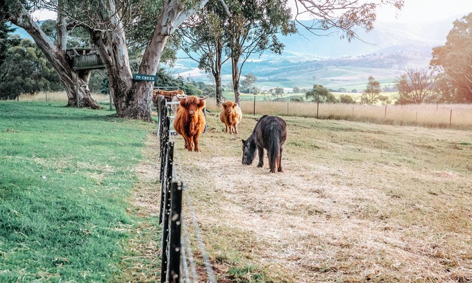 Candelo Apartamento | Relax & unwind in the country in our Cozy Farm Stay King Apartment. Pet Friendly