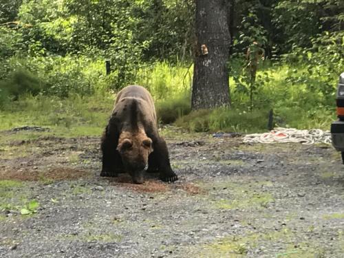 Bear Creek Apartamento | Resurrection River Rentals