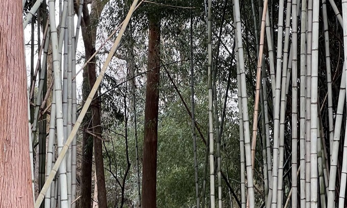 McComb Casa | “River’s Edge”, a secluded river- front, 2 bed 2 bath cottage in bamboo forest.