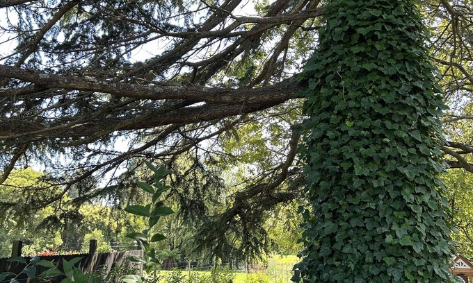 Bowral Casa | Romantic Apple Tree Lane