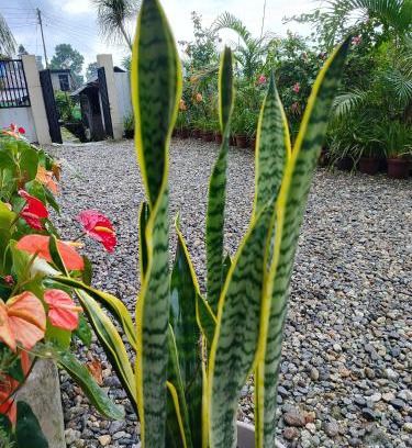 Kumai Casa | Rongo's Riverside Farm Stay
