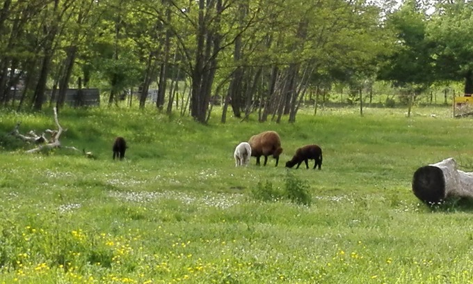Campugnan Cabaña | Alojamiento rural y bicicletas en el medio del campo y el viñedo en Côtes de Blaye
