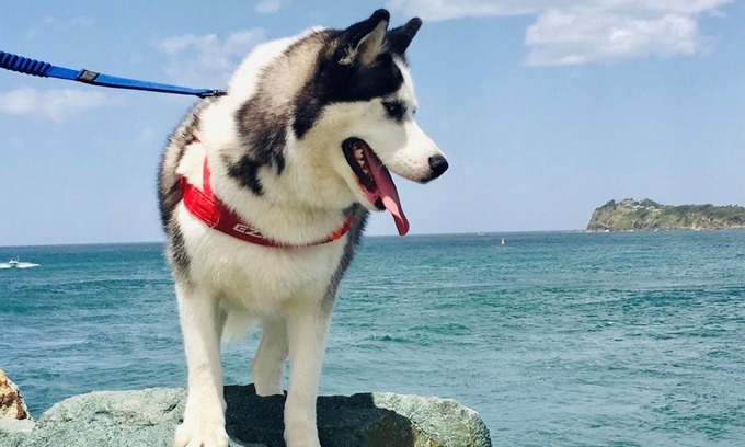Tuncurry Casa | Sakari's Sanctuary - Tuncurry NSW Pet Friendly house