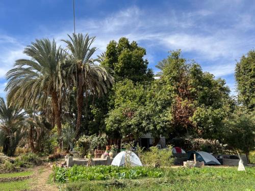 Aswan Casa | Salatoos Mango Garden and Guesthouse