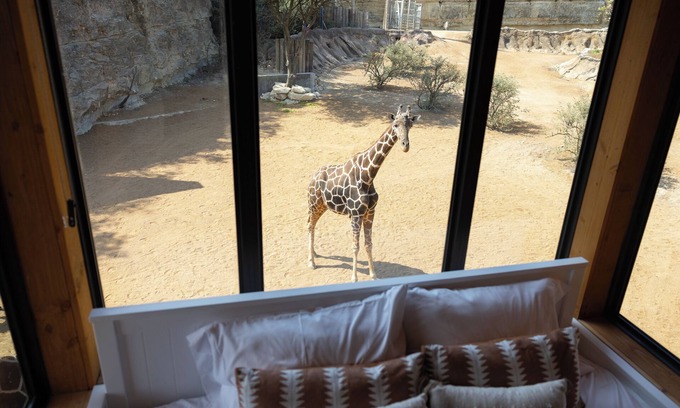 Uptown Cabina | San Antonio Zoo - Spekboom Giraffe Lodge