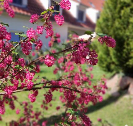Sallgast Hotel | Schlossparkhotel Sallgast