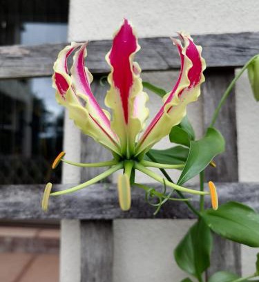 Westville Cama Y Desayuno | Serenity Place B&B and Conference, wedding venue