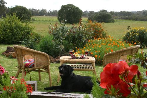 Metricup Cabina | SilverSprings Spa Retreat Pet Friendly Cottages and Glampings