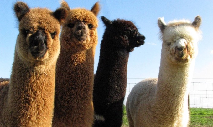 Waynesville Apartamento | Sleeps 6 - Mountain Views! Enjoy watching Alpacas & Mini Horses from your deck!