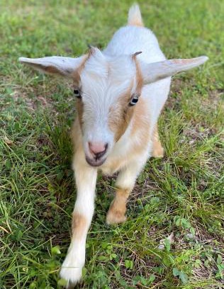 Rockdale County Otro | Stinnett Family Farm