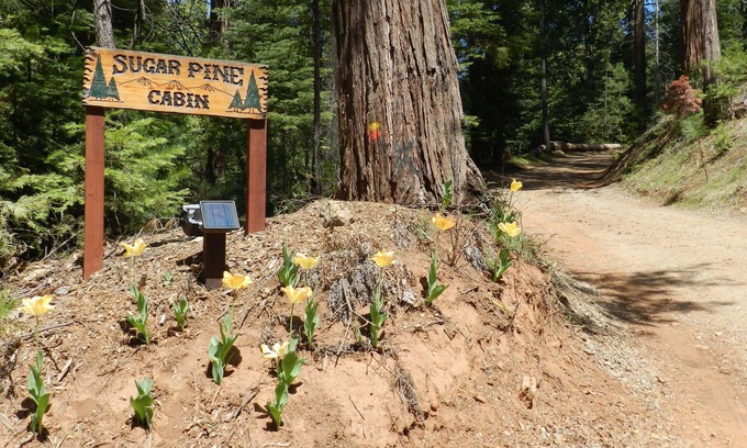Mariposa Cabina | Construcción a estrenar Ago. 2019 Cabaña Sugar Pine en los hermosos Mariposa Pines