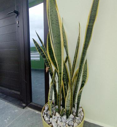 Sector 2 Apartamento | Suite Amaris LC