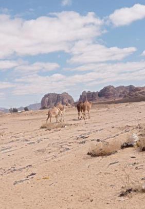 Wadi Rum Hotel | Suleman Bedouin Life Camp